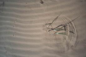 Gobi, Spuren im Sand
